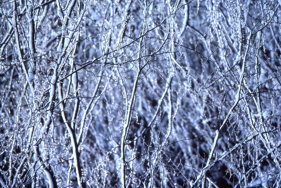 White Branches  Photograph by Lyle Crump