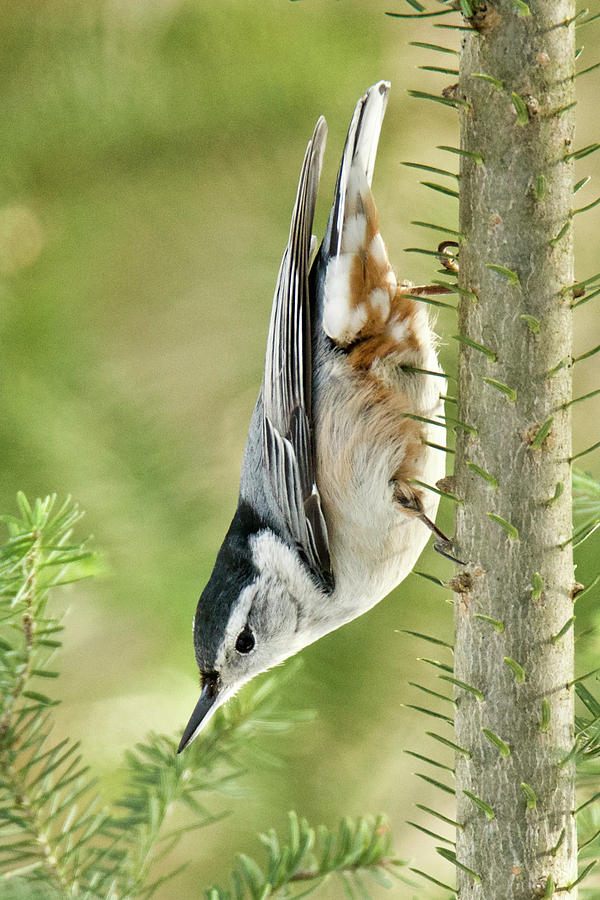 White-breasted Nuthatch 018 Photograph by Michael Peychich