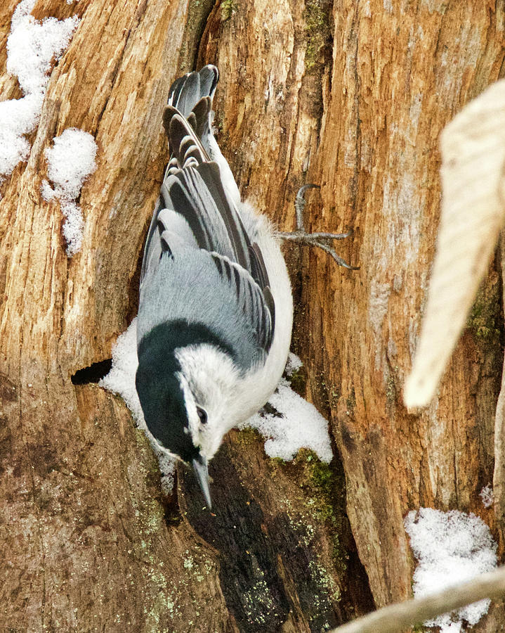 White Breasted Nuthatch 1852 Photograph by Michael Peychich
