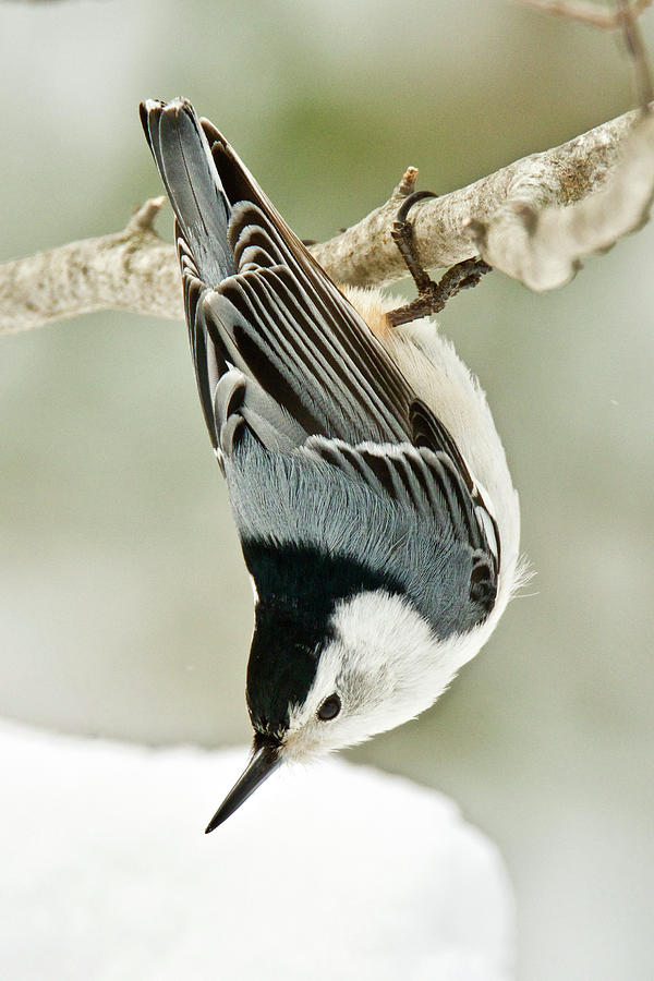White Breasted Nuthatch 1910 Photograph by Michael Peychich