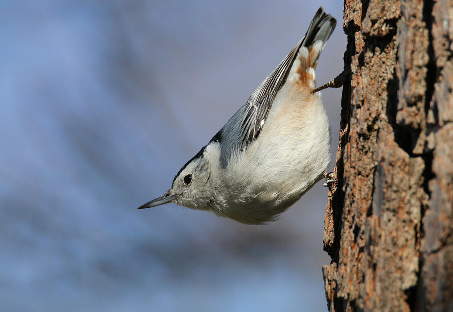 White-breasted Nuthatch 2 Photograph by Living Color Photography Lorraine Lynch