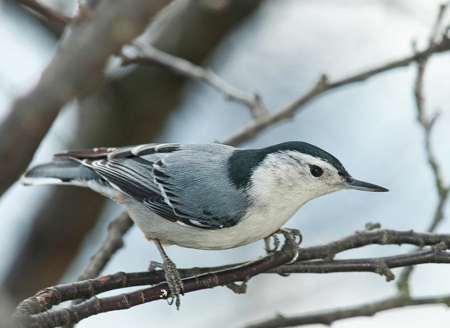 White Breasted Nuthatch 2017 2 Photograph by Lara Ellis