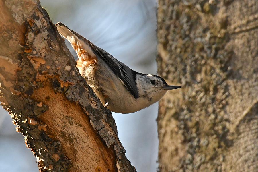 White Breasted Nuthatch 370 Photograph by Michael Peychich