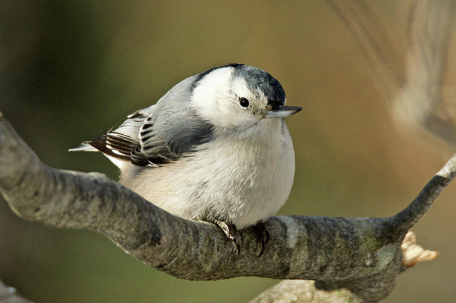 White-breasted Nuthatch 4341 Photograph by Michael Peychich