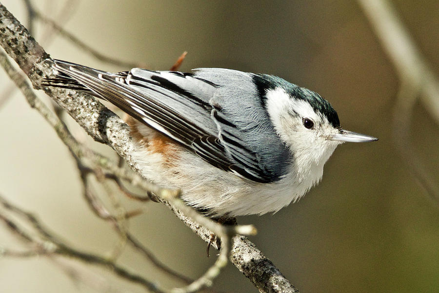White-breasted Nuthatch 4377 Photograph by Michael Peychich
