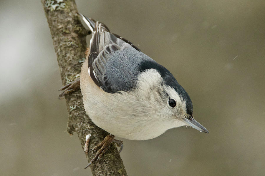 White-breasted Nuthatch 4553 Photograph by Michael Peychich