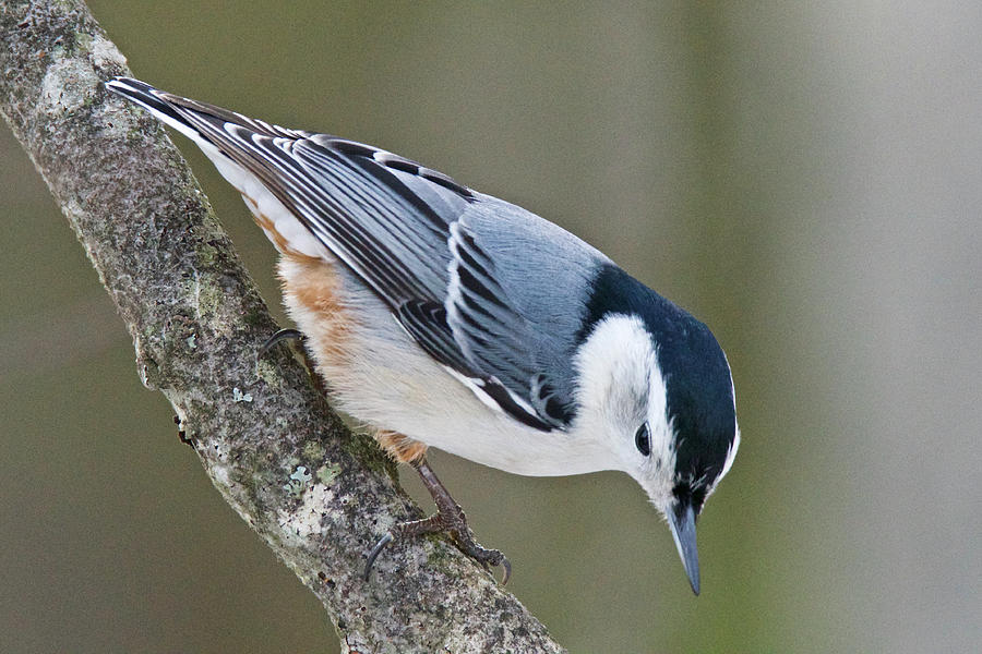 White-breasted Nuthatch 5096 Photograph by Michael Peychich