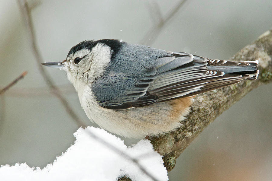 White-breasted Nuthatch 6247 Photograph by Michael Peychich