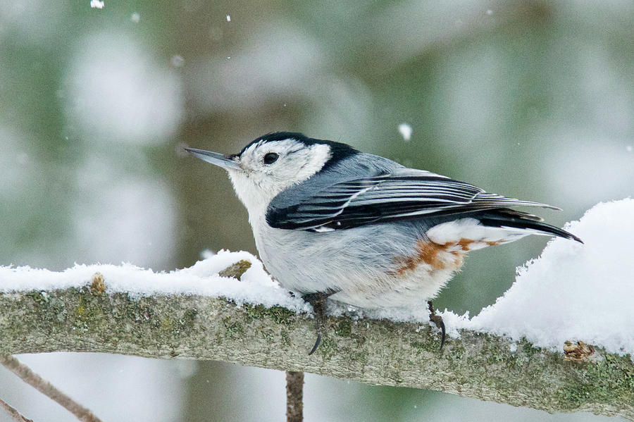White-breasted Nuthatch 9762 Photograph by Michael Peychich
