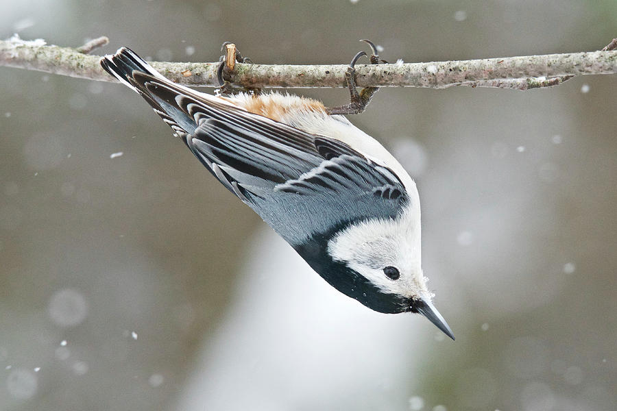White-breasted Nuthatch 9940 Photograph by Michael Peychich