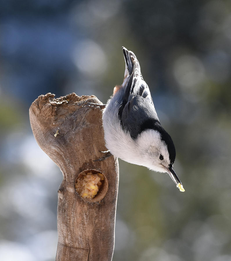 White-breasted Nuthatch at the suet feeder Photograph by Ben Foster