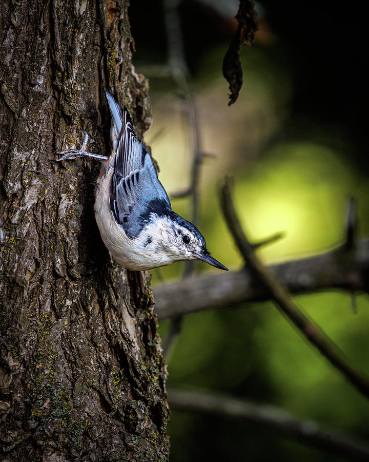 Nature Photograph - White breasted Nuthatch by Bob Orsillo