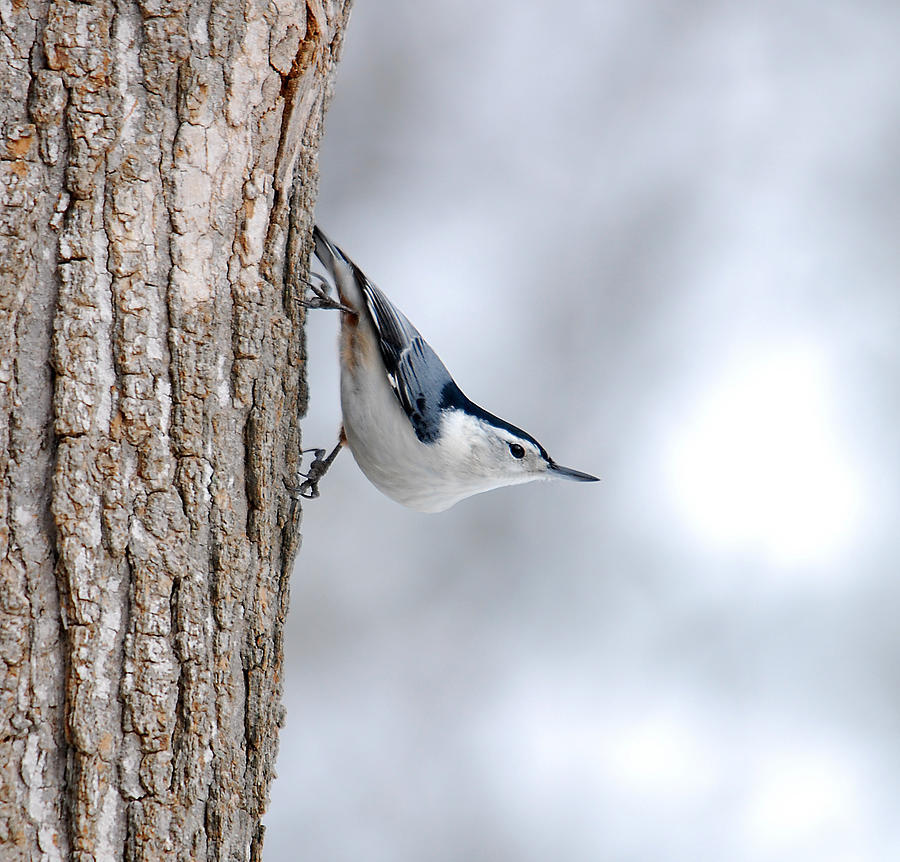 White-breasted Nuthatch Photograph By Bob Schlake - Fine Art America