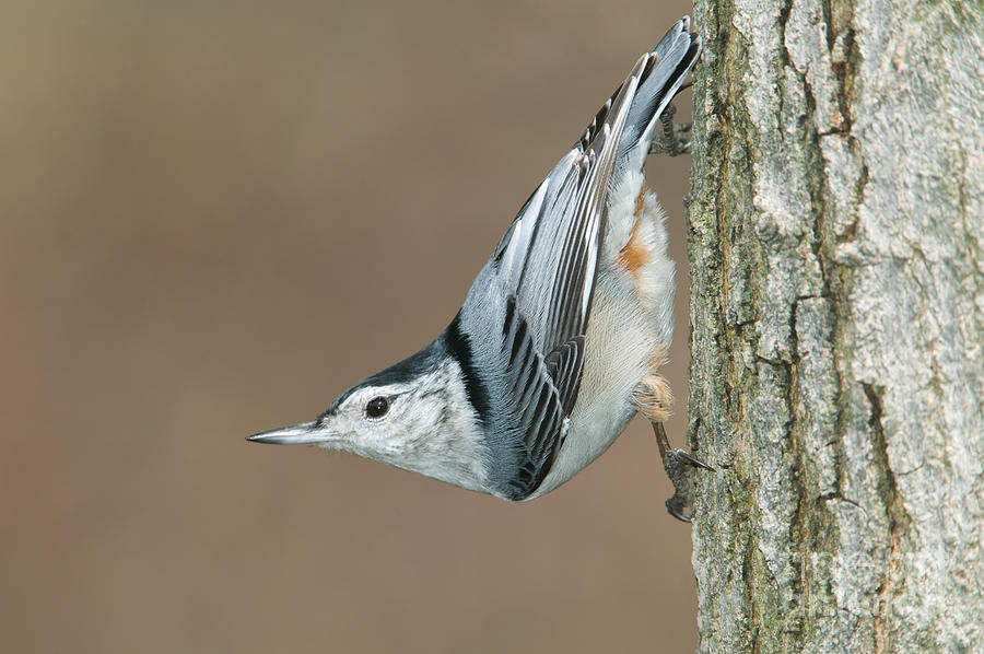 White-breasted Nuthatch Photograph by Clarence Holmes