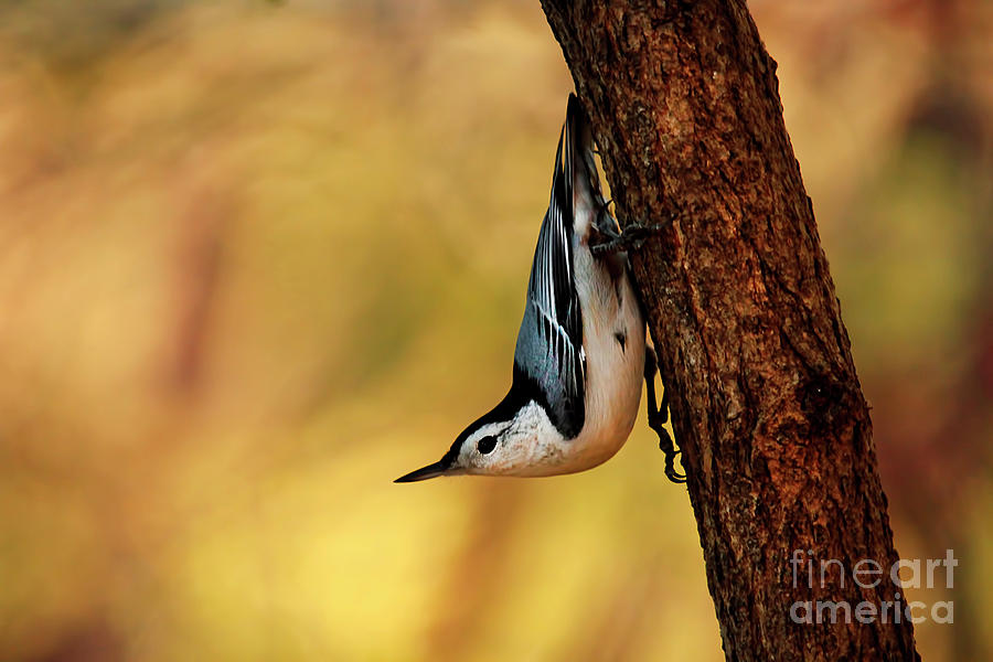 White-breasted nuthatch Photograph by Darren Fisher