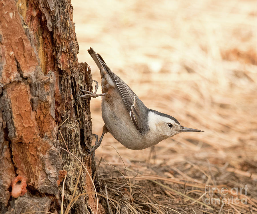 White Breasted Nuthatch Photograph by Dennis Hammer