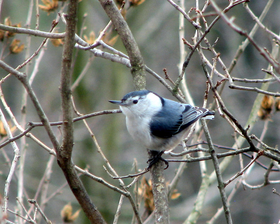 White Breasted Nuthatch Photograph by George Jones
