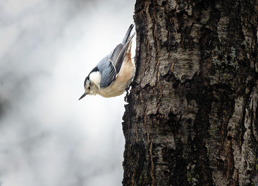 White Breasted Nuthatch in December Photograph by Joni Eskridge