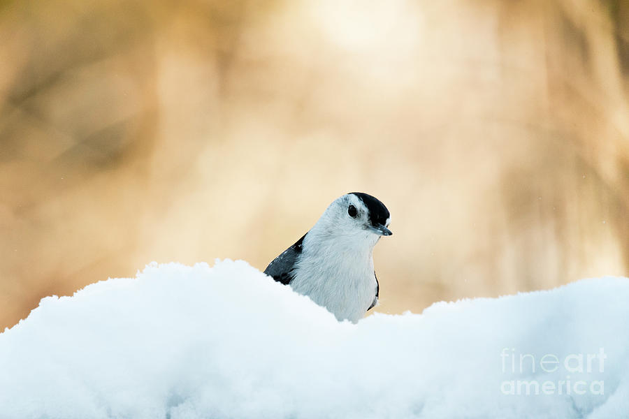 White Breasted Nuthatch in Snow by Katie Joya White Breasted Nuthatch in Snow by Katie Joya