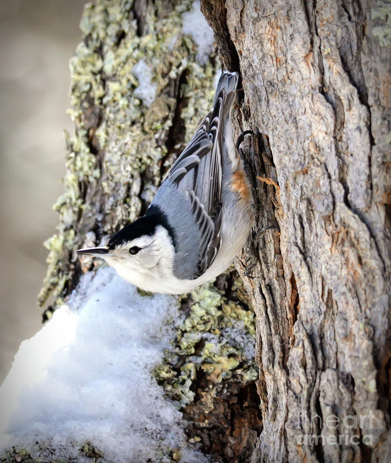 Nature Photograph - White-breasted Nuthatch in Spring Snow by Kerri Farley