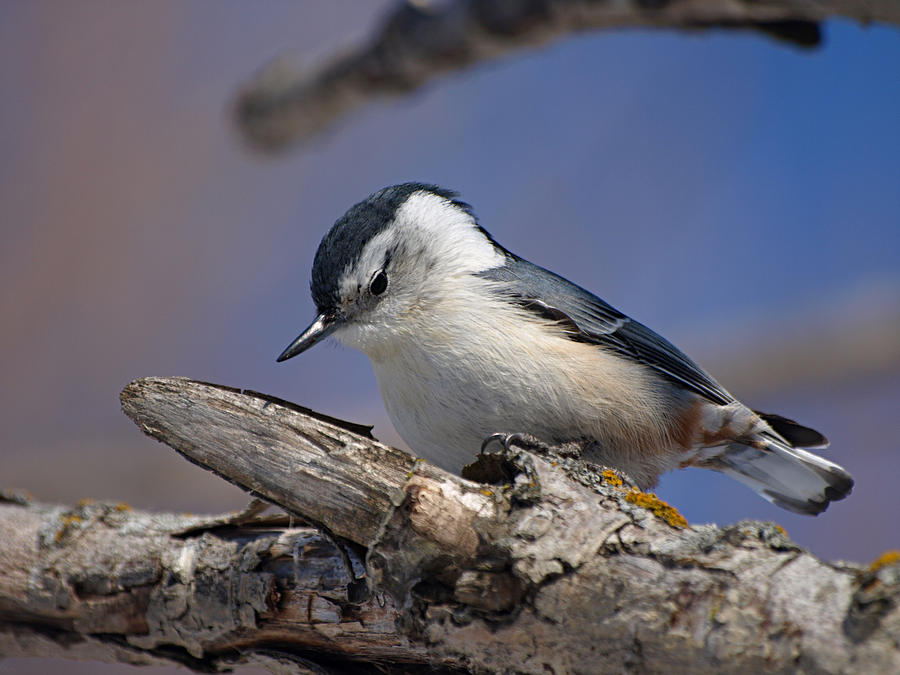White-breasted Nuthatch Photograph by James Peterson