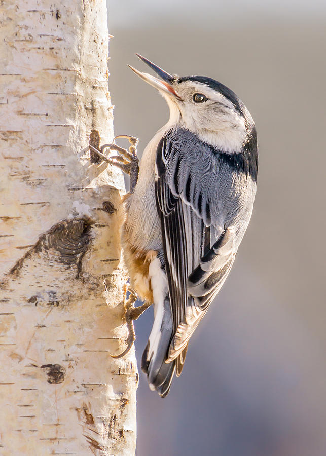 Bird Photograph - White-breasted Nuthatch by Jim Hughes