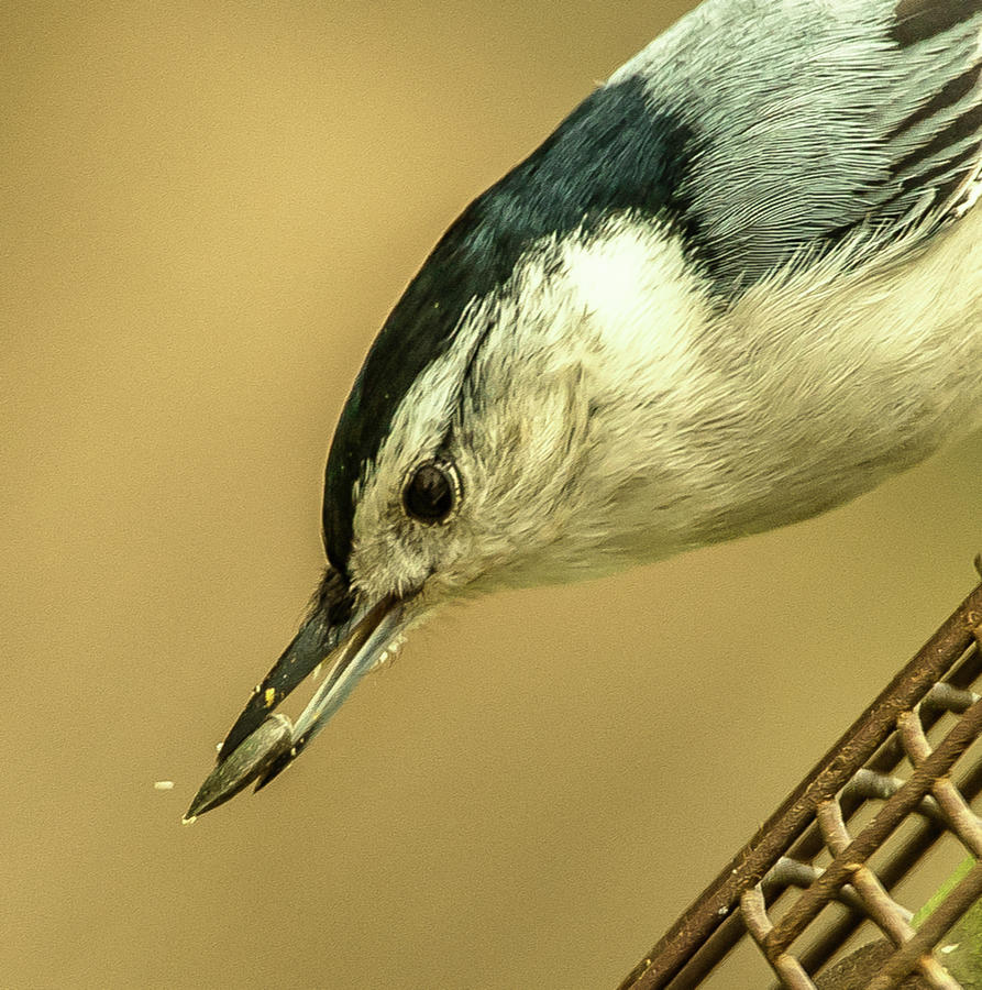 White-Breasted Nuthatch Photograph by Jim Moore