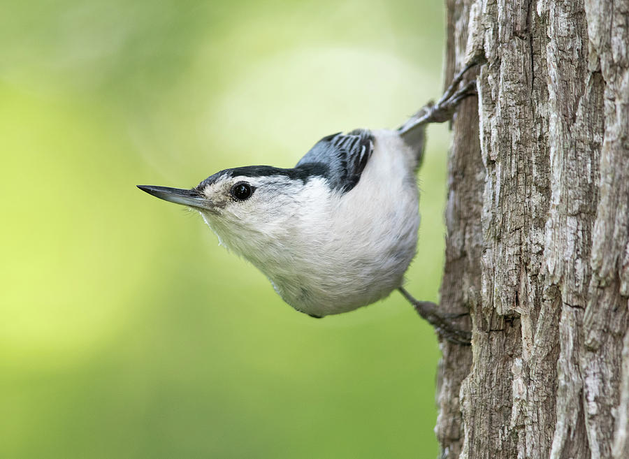 White-breasted Nuthatch Photograph by Jim Zablotny