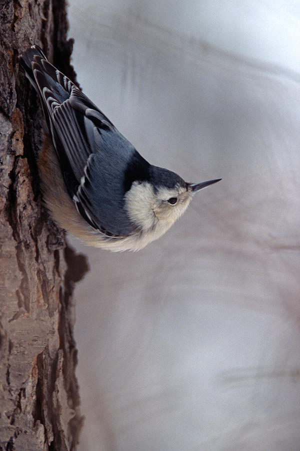 White-Breasted Nuthatch Photograph by John Harmon