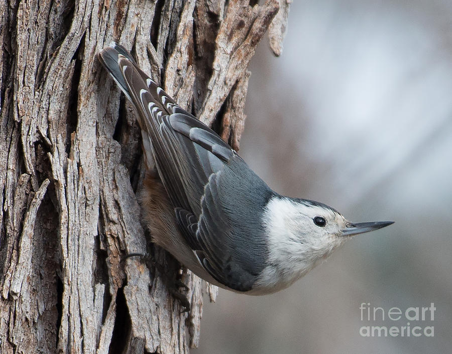 White-breasted Nuthatch Photograph by Lisa Manifold