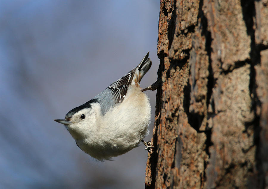 White-breasted Nuthatch Photograph by Living Color Photography Lorraine Lynch