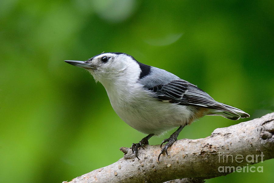 White Breasted Nuthatch No 1 4485 Photograph by Ken DePue