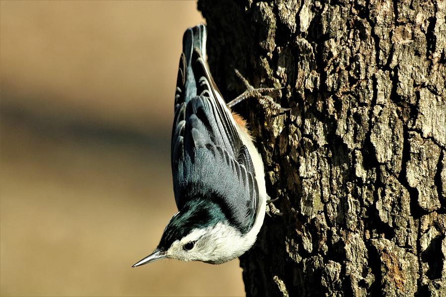 White-Breasted Nuthatch on Tree Photograph by Sheila Brown