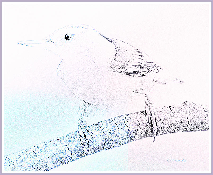 White Breasted Nuthatch, Pencil Sketch and Watercolor Photograph by A Macarthur Gurmankin
