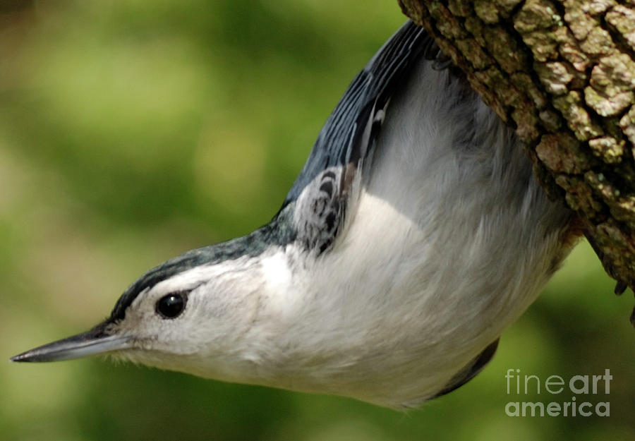 White-breasted Nuthatch Photograph by Randy Bodkins