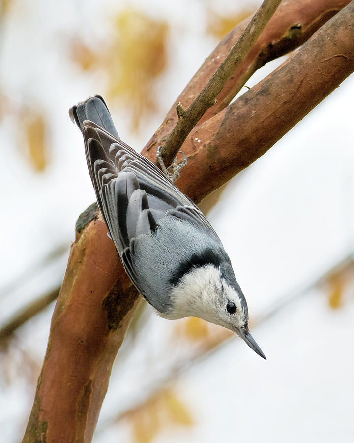 White-breasted Nuthatch Photograph by Richard Macquade