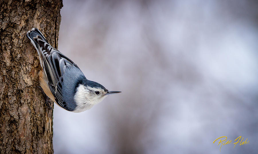 White-breasted Nuthatch Photograph by Rikk Flohr