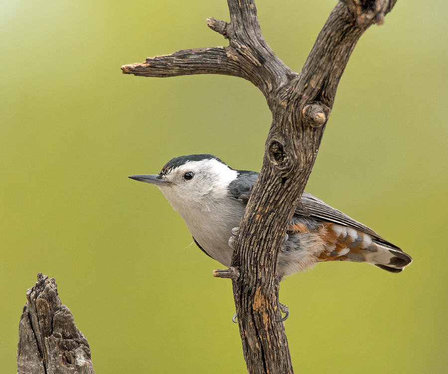 White-breasted Nuthatch Photograph by Tam Ryan