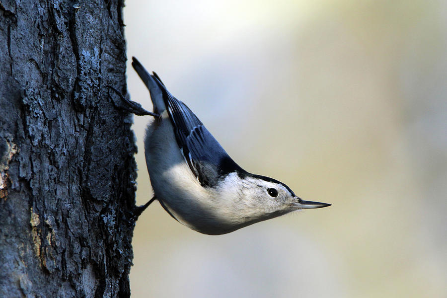 White Breasted Nuthatch Wading River New York Photograph by Bob Savage