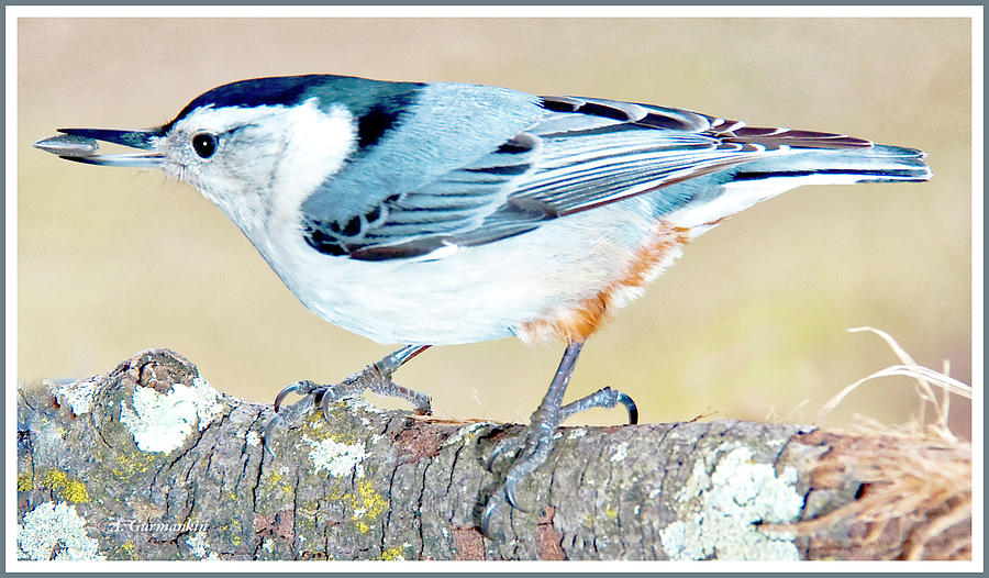 White-breasted Nuthatch with Seed in Beak Photograph by A Macarthur Gurmankin