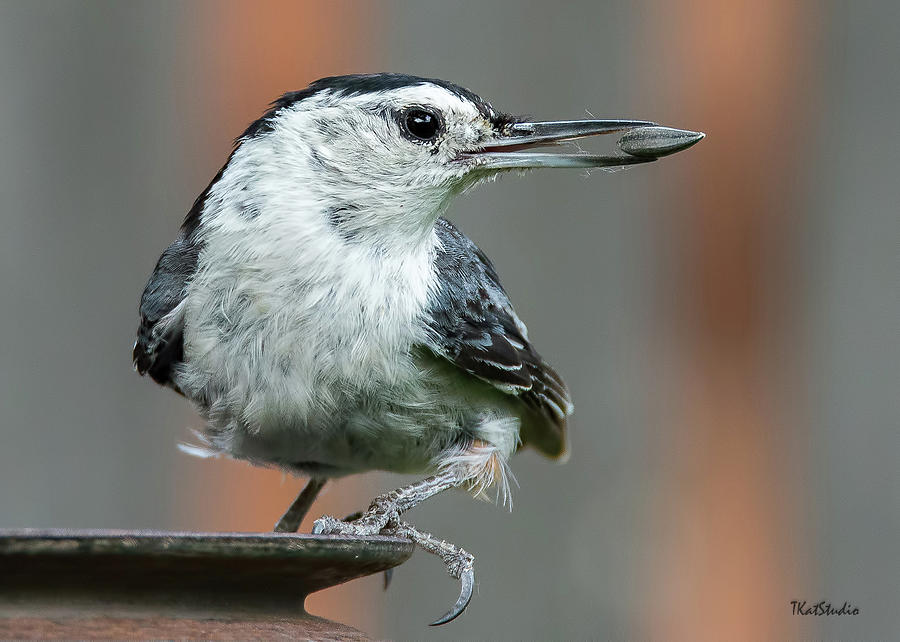 White-breasted Nuthatch with Sunflower Seed Photograph by Tim Kathka