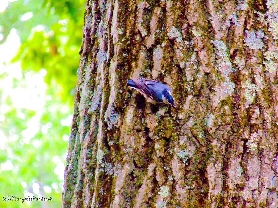  White-breasted Nuthatche Photograph by MaryLee Parker