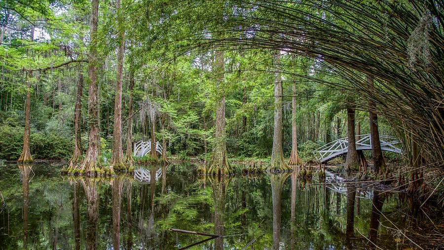 White Bridges in Swamp Photograph by Kevin Craft