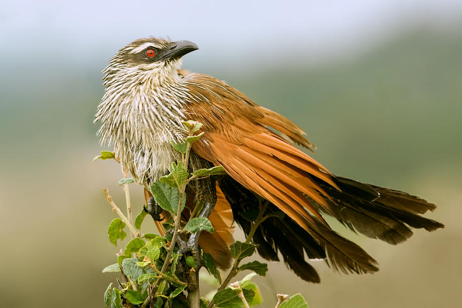 White-browed Coucal Photograph by Aivar Mikko