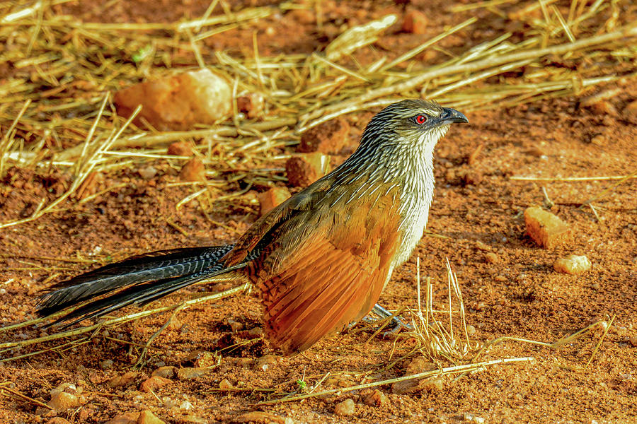 White-browed Coucal Photograph by Marilyn Burton