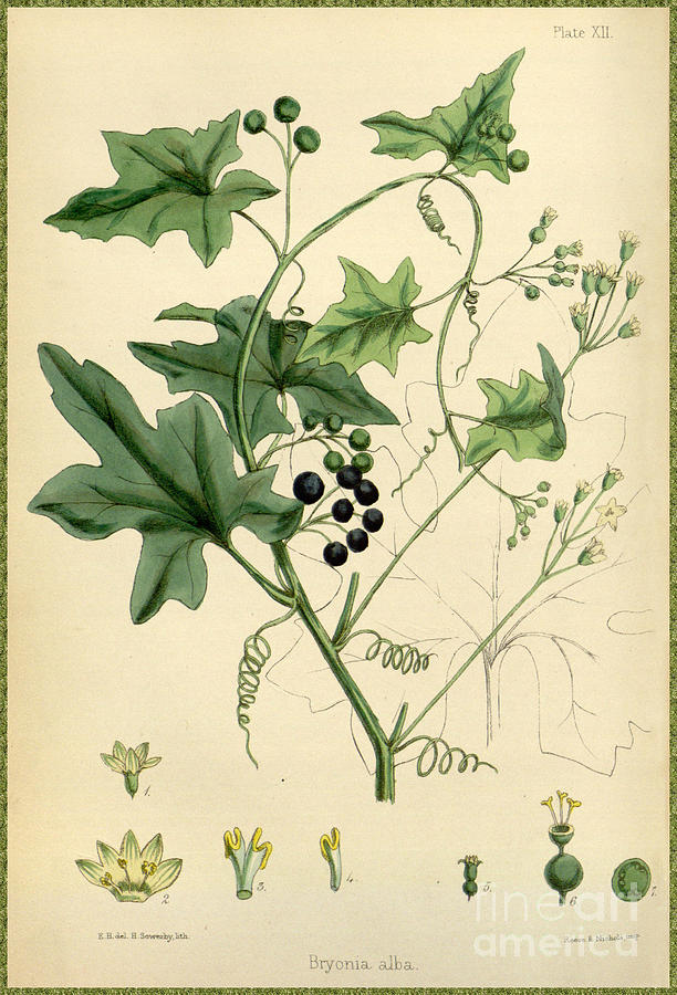 White Bryony from The Flora Homoeopathica  Painting by Celestial Images