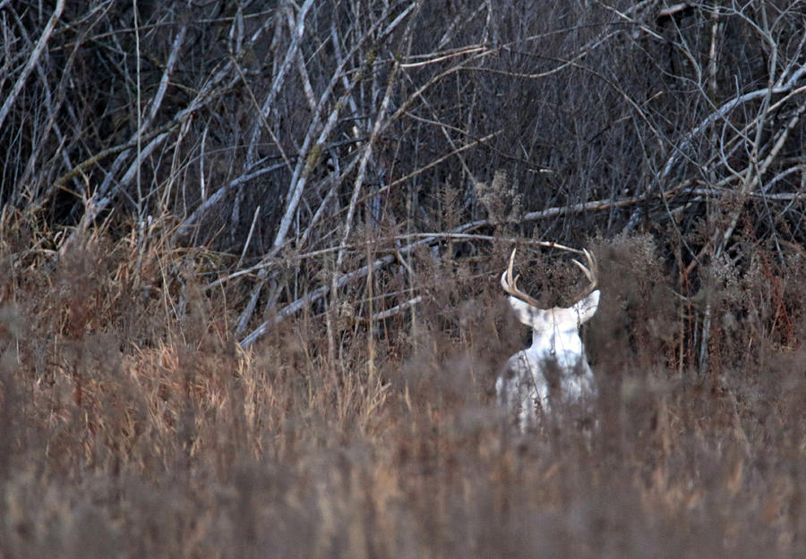 White Buck 2 Photograph by Brook Burling