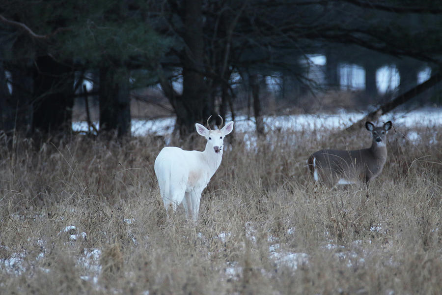 White Buck and Brown Doe Photograph by Brook Burling