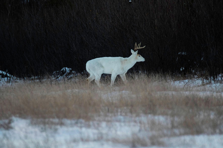 White Buck at Dusk Photograph by Brook Burling