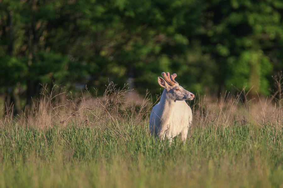 White Buck at Sunset 3 Photograph by Brook Burling